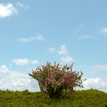 model trees